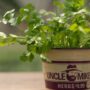 Cilantro – Santo – 6.5″ Pot